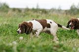 SPRINGER SPANIEL 074